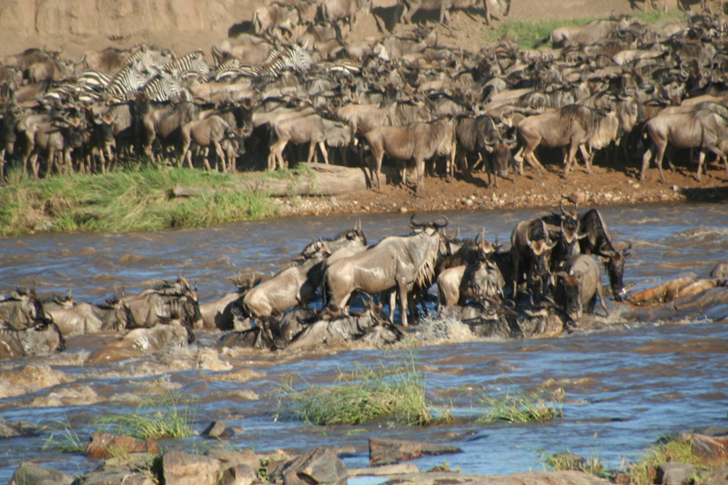 Wildebeest attempting a river crossing, with some animals literally on the backs of their herdmates. (Image: Stefan Swanepoel)